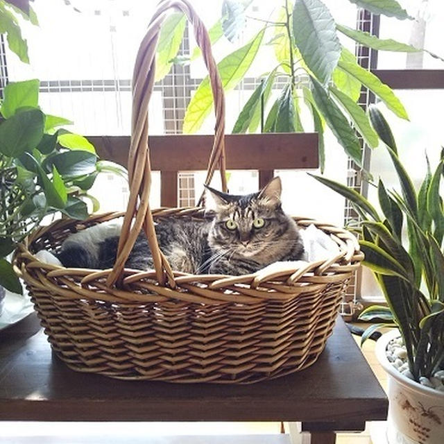 連休も・・・猫とまったり♪