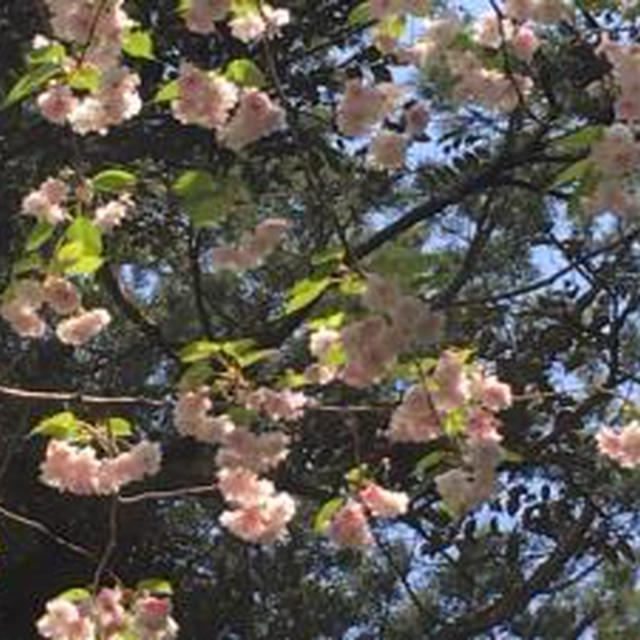 貴重な珍種桜🌸～鹿島神宮の鎌足桜