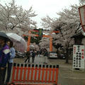 平野神社の桜