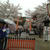 平野神社の桜