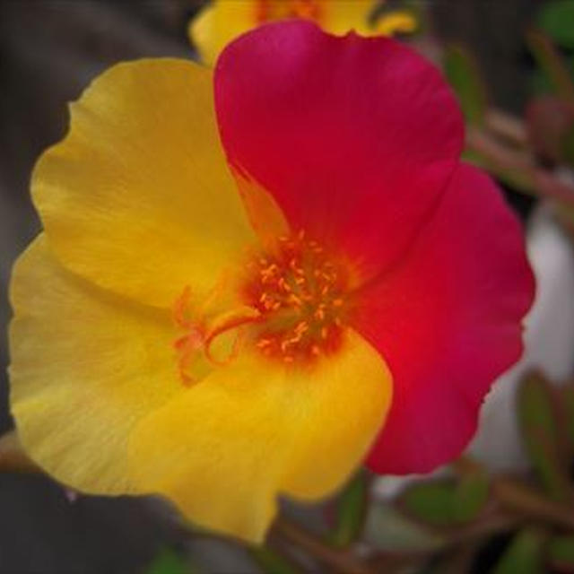 ポーチュラカ１つの花に２つの色入り、夏の花勢いよく！
