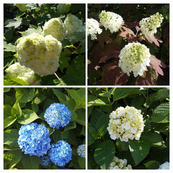 八景島散歩✨薔薇紫陽花
