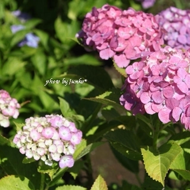 紫陽花パワー♪