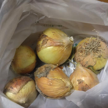 新玉ねぎでマネッコ料理( *´艸｀)