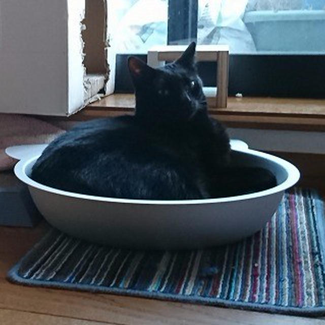 【小梅・さくら・桃之介通信】今年も鍋猫始めました ＆ 良縁求ム！（桃之介の姉妹の話）