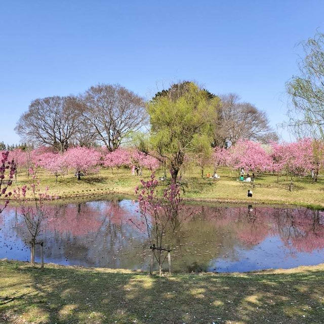 桃のお花見、古河総合公園で。サバ缶エスニックトマト煮とマカロニサラダと小鉢7品で晩酌