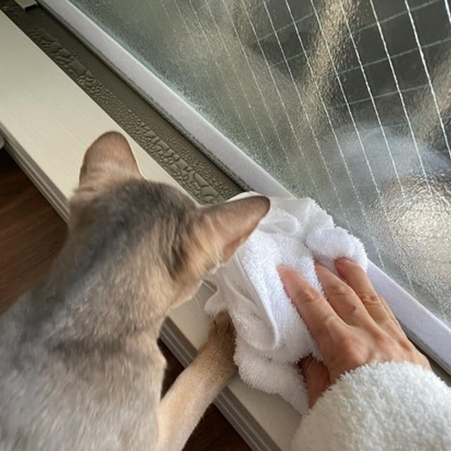 結露拭きとお手伝いと運び屋