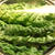 オーストラリアの野菜　シルバービートの卵とじ