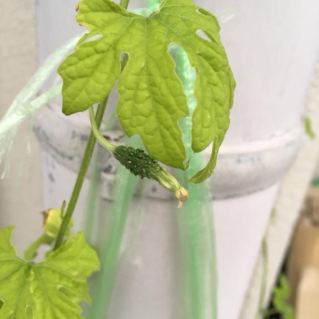 初の♡
