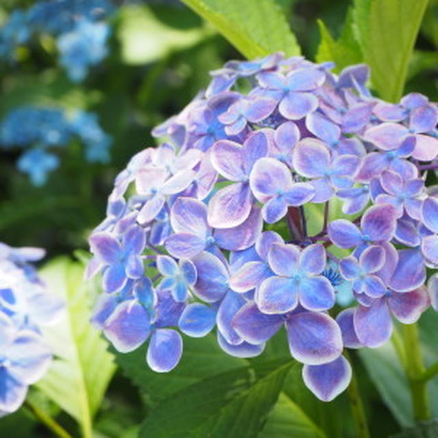 鎌倉・長谷寺～紫陽花散策。。。