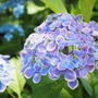 鎌倉・長谷寺～紫陽花散策。。。