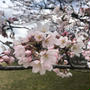 弥生朔日　弥生になり、桜が満開です！