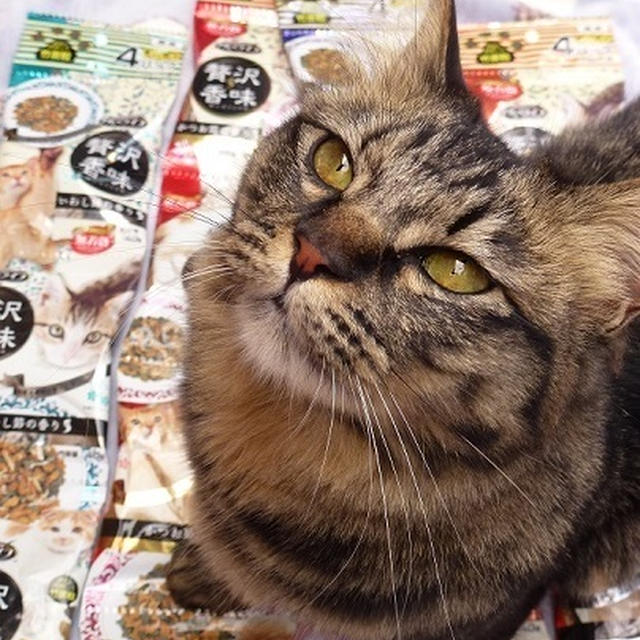 はじめての・・・お試しにゃ♪