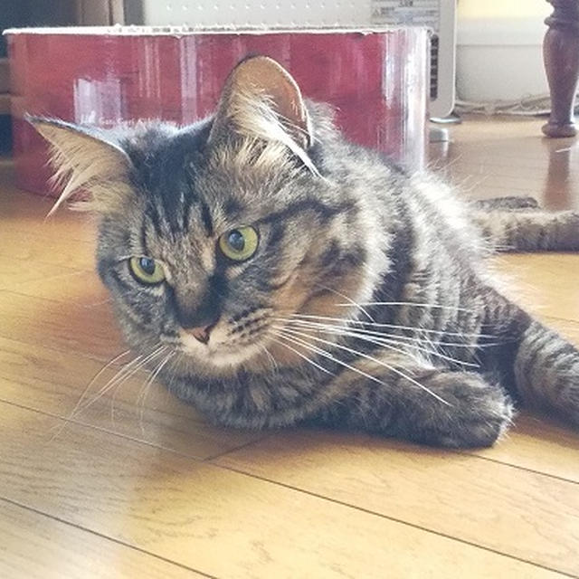 ひんやり。床が気持ちいいにゃ♪