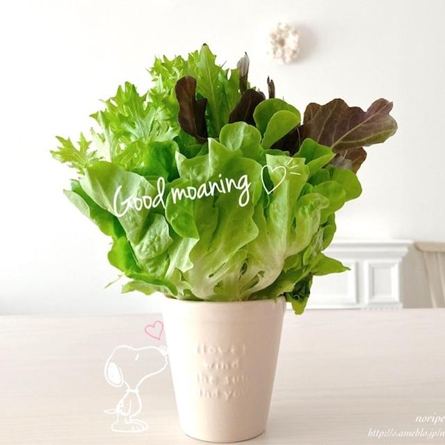 【楽天】スーパーセールでお買い物♡買えないかと思い焦った物。