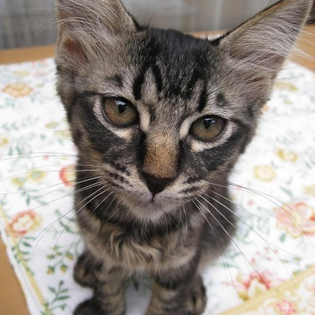 ちびにゃんず、昨日は病院行き。