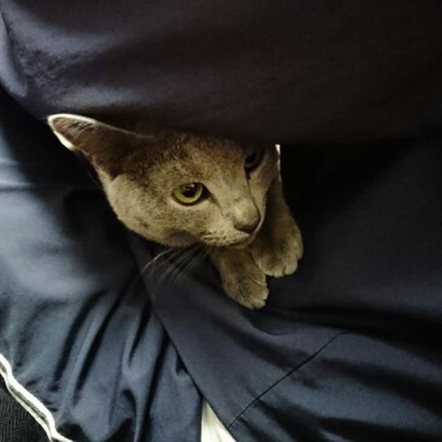 【小梅・さくら通信】やっぱりいつでもパパが好き♪