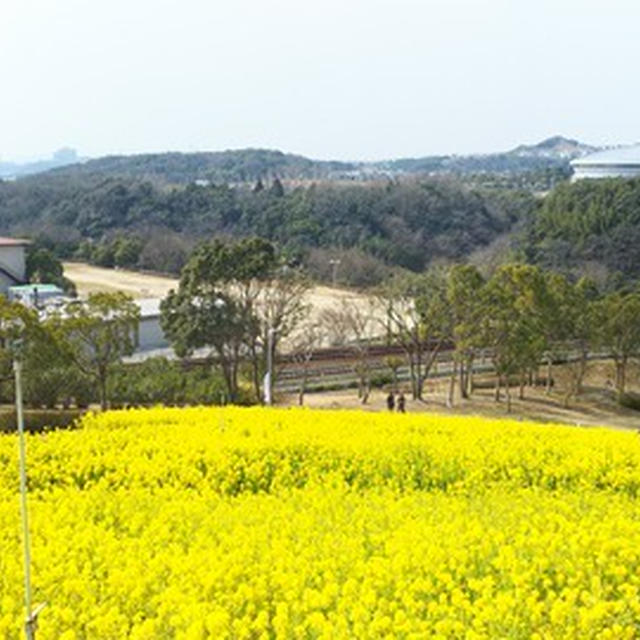 娘　一面の菜の花畑を見に行く