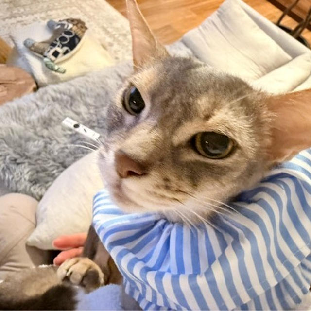 ぼくちんを抱っこするという日課