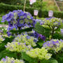 瓢湖の紫陽花　咲いたばかりで綺麗