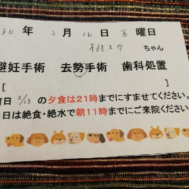 【小梅・さくら・桃之介通信】明日は手術
