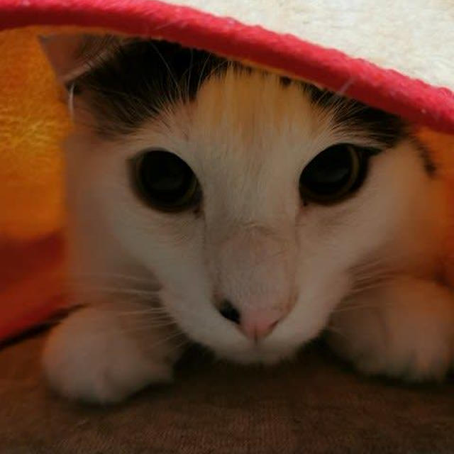 こんなところに！