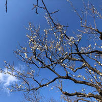 偕楽園に行ってきました。今年は。。