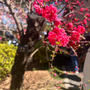 今日の新宿御苑の桜２　陽光、アメリカが咲き始め！