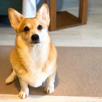 犬の花粉症と口腔アレルギー症候群(カイカイは見逃さないで)