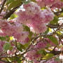 今日はみどりの日!日光で桜のじゅうたん