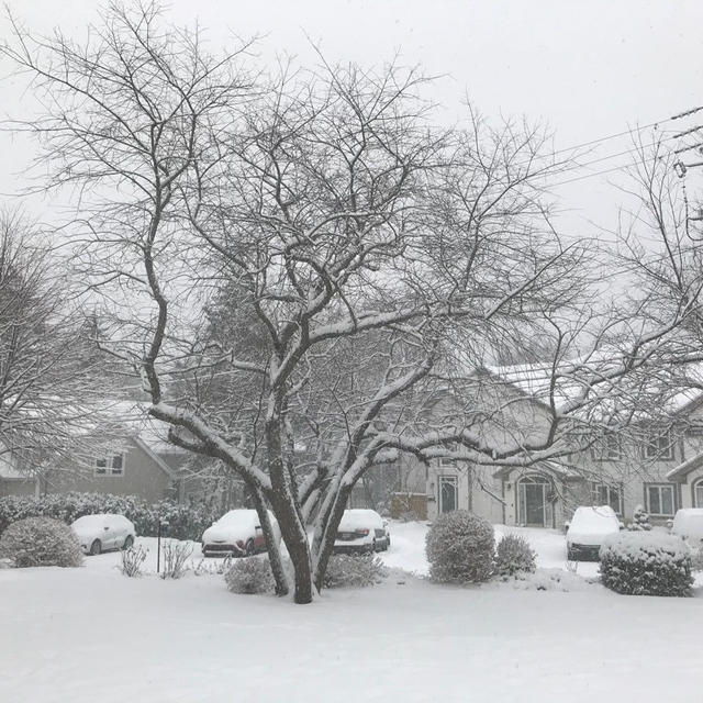 雪です.....