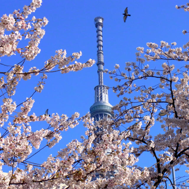 隅田川の桜まつり・そしてお話があります。