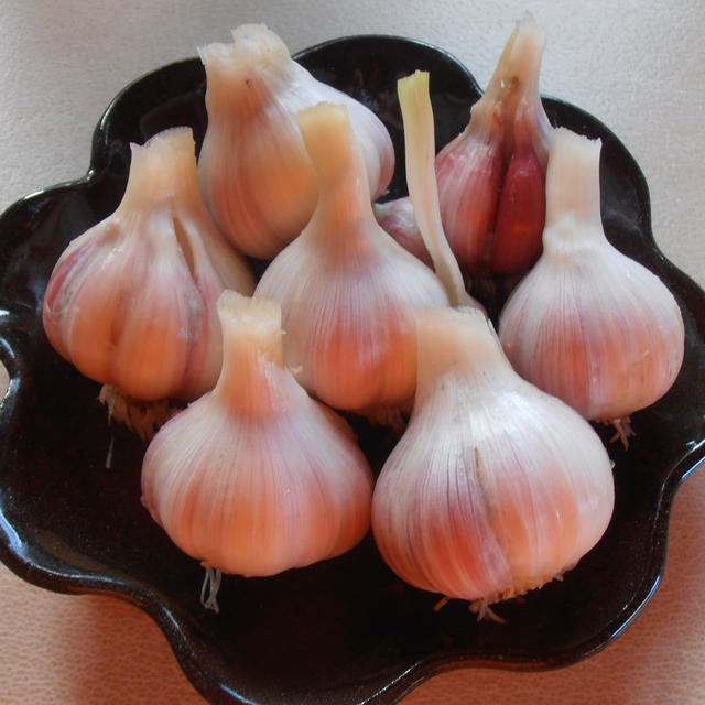 自家製ニンニクの収穫　紫蘇のニンニク醤油　餃子のタレにお薦め！