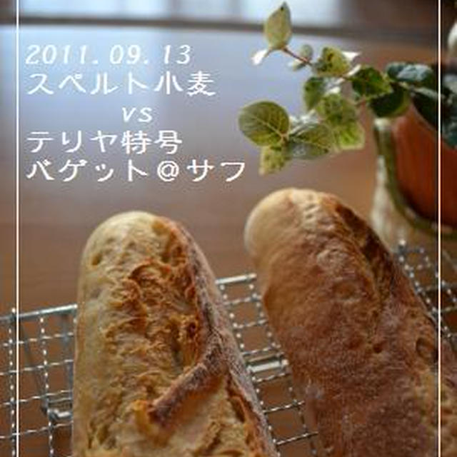 ヘボバゲ…スペルトvsテリヤ