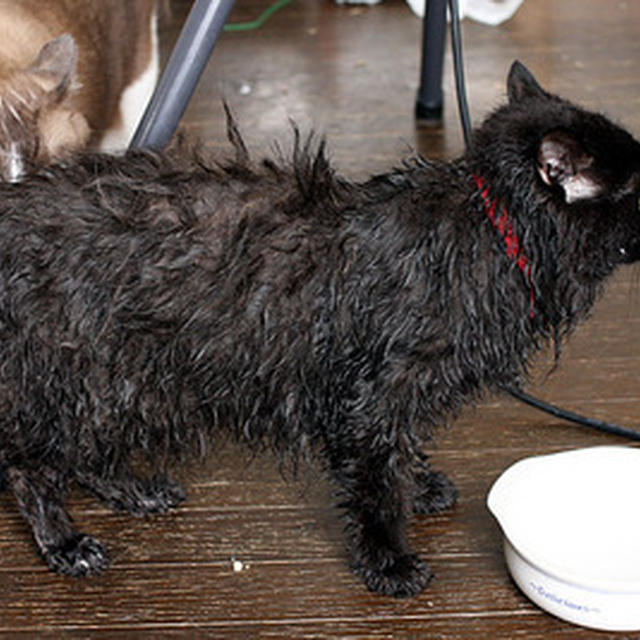 猫の丸洗いは精神的に疲れますわ