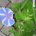ブルーの朝顔が咲いた♡ブルーのバタフライピーのお花を咲かせた焼き菓子♪