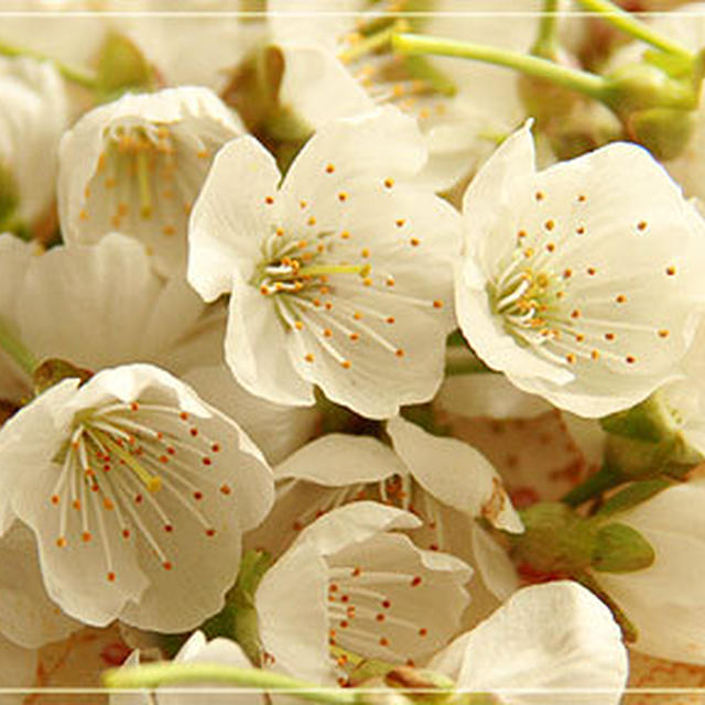 さくらんぼの花の塩漬け １ By ｋｕｉｓｈｉｎｂｏｕ ｕｓさん レシピブログ 料理ブログのレシピ満載