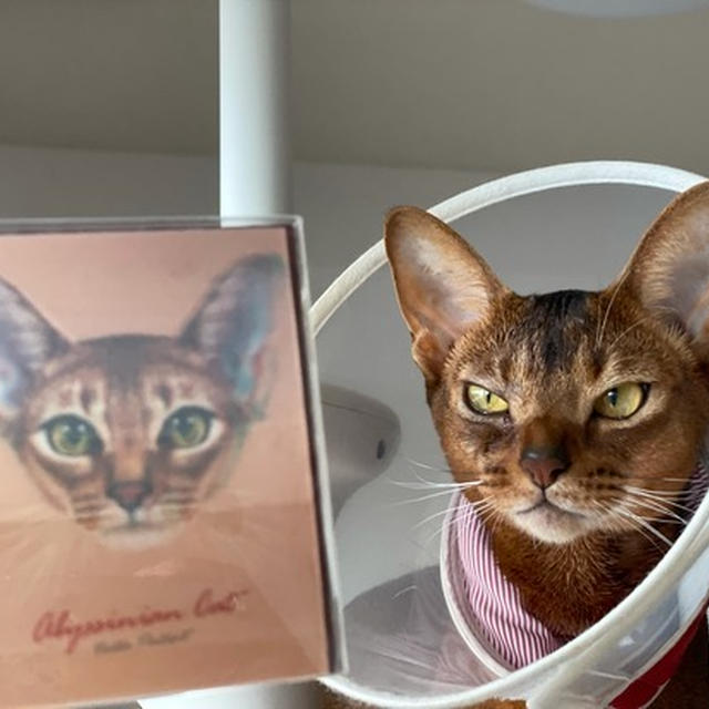 【KALDI】カルディにりす子がいるという話をキャッチしたので…