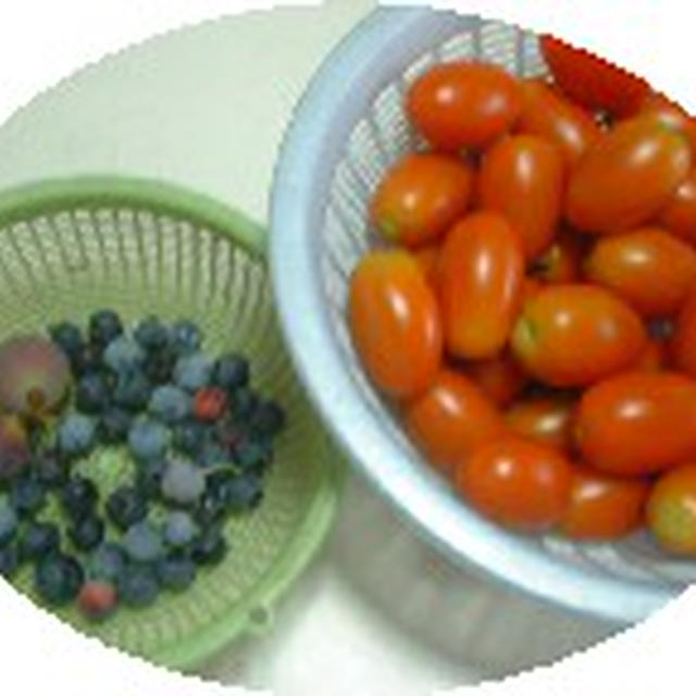 ミニトマト収穫