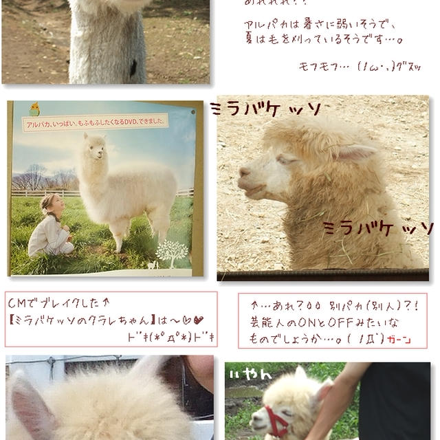 ■アルパカとモフモフしてきた■那須・アルパカ牧場(´・ω・`)ﾓﾌﾓﾌ