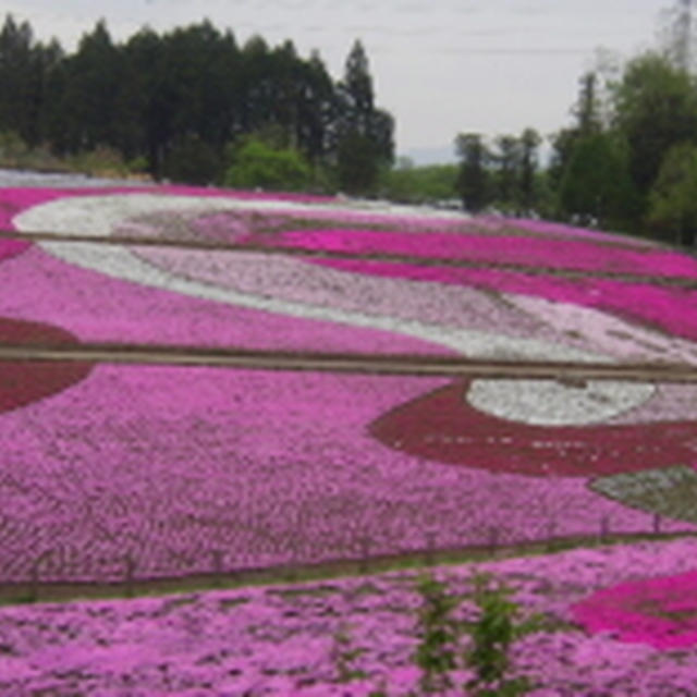 芝桜・イチゴジャム