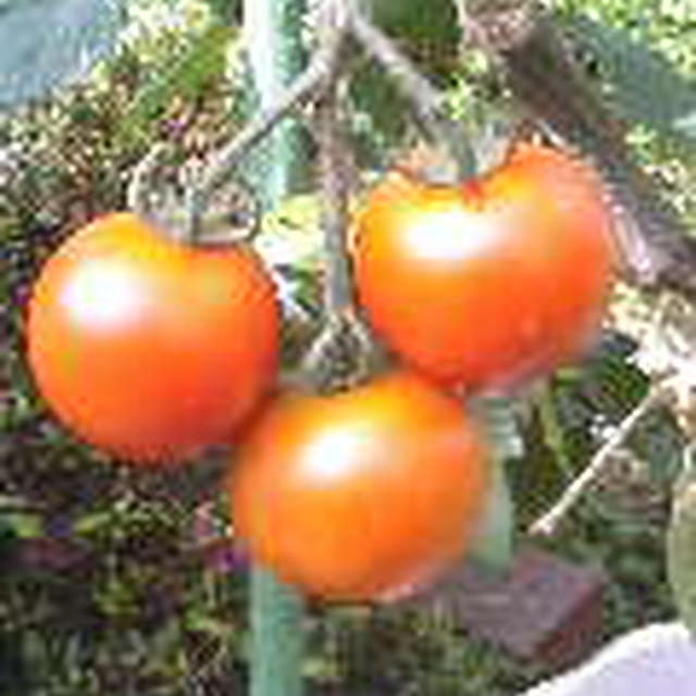 名人坂本さんのフルーツトマト
