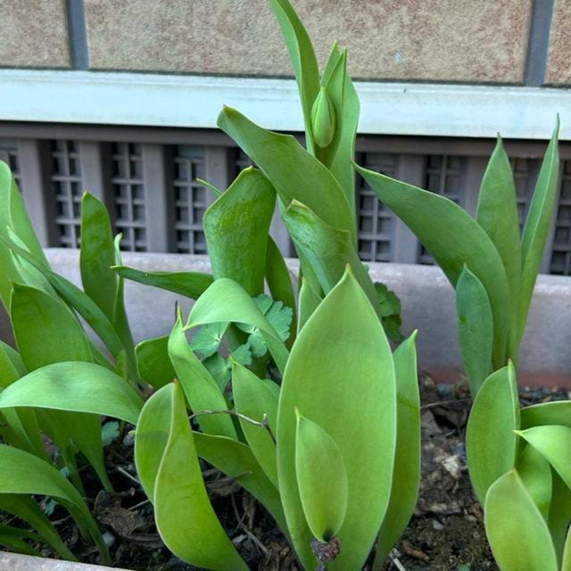 4.18 我が家の小さな春❣️ﾃﾞｽ。