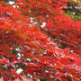 京都～嵐山の紅葉