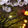 ☆夜桜～桜の香りの正体とは！？～☆