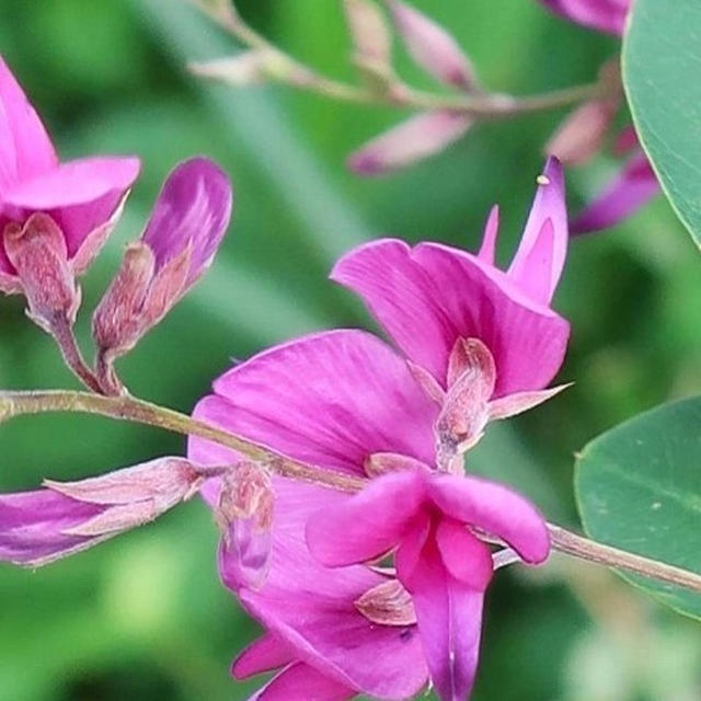 お散歩＊萩の花＊秋の七草