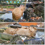可愛すぎ♪カピバラ温泉（埼玉こども動物自然公園）☆富士通ARROWS NX F-02G