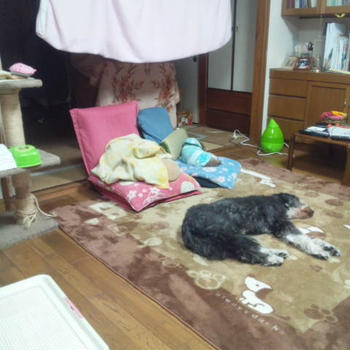 ぐぅちゃん…
