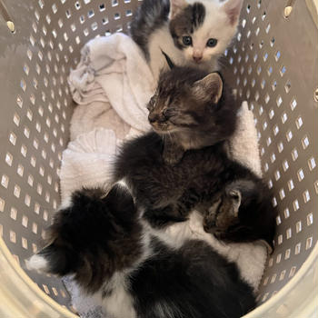 生後２週間　子猫を保護しました！