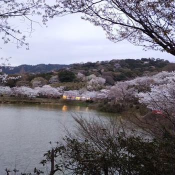 甘木公園（丸山公園）の桜【福岡県朝倉市】